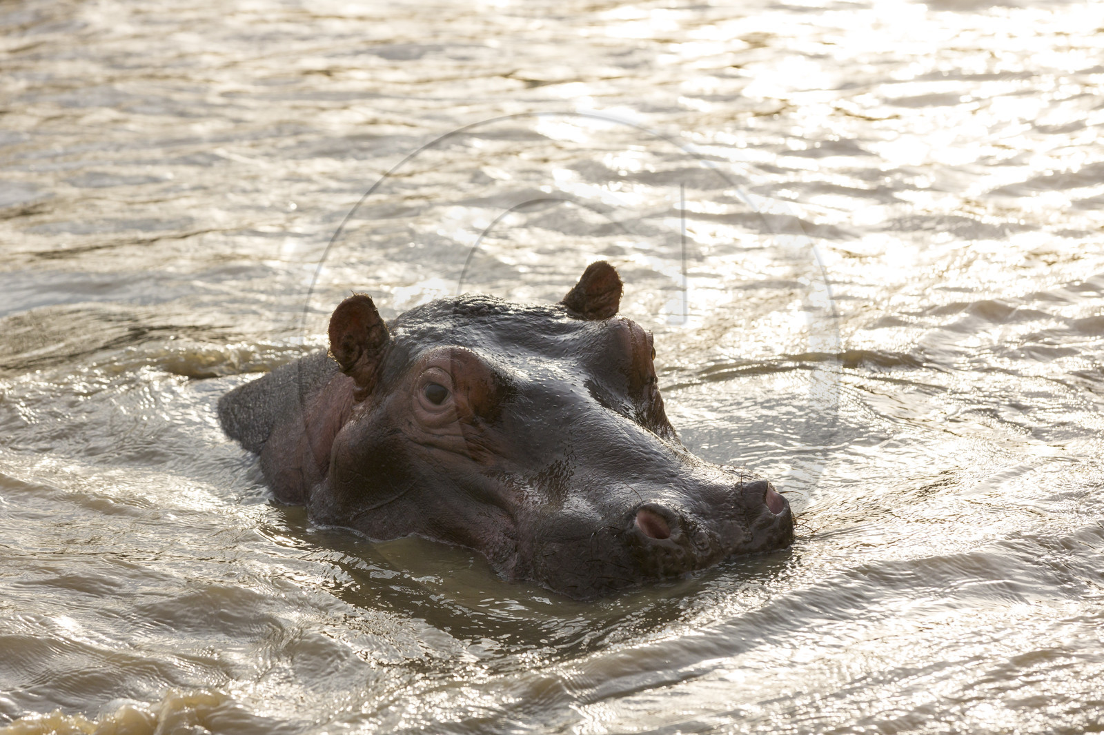 Hippopotame _ Sainte Lucia en Afrique du Sud