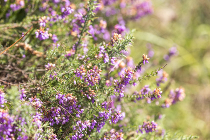 Bruyère au bord de la Laïta _ Guidel