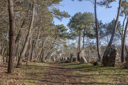 Alignements du Petit Menec _ La Trinite sur Mer