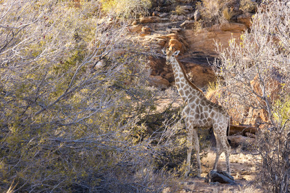 Le parc national des Chutes d'Augrabies. Cap du Nord, Afrique du Dud
