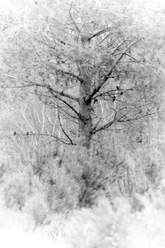 Pin maritime dans la forêt d' Erdeven (56410).