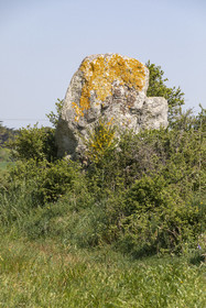 Menhir du net. Saint-Gildas-de-Rhuys