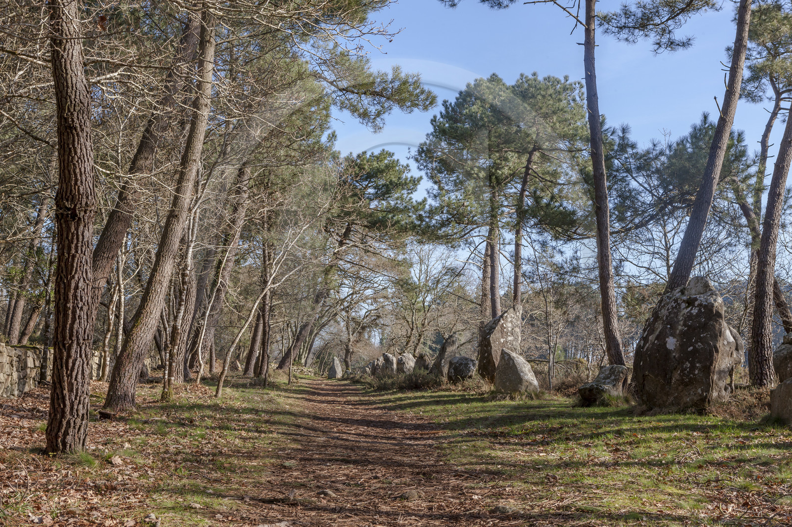 Alignements du Petit Menec _ La Trinite sur Mer