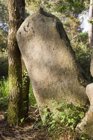 Menhir proche de Mane?-Braz_Erdeven