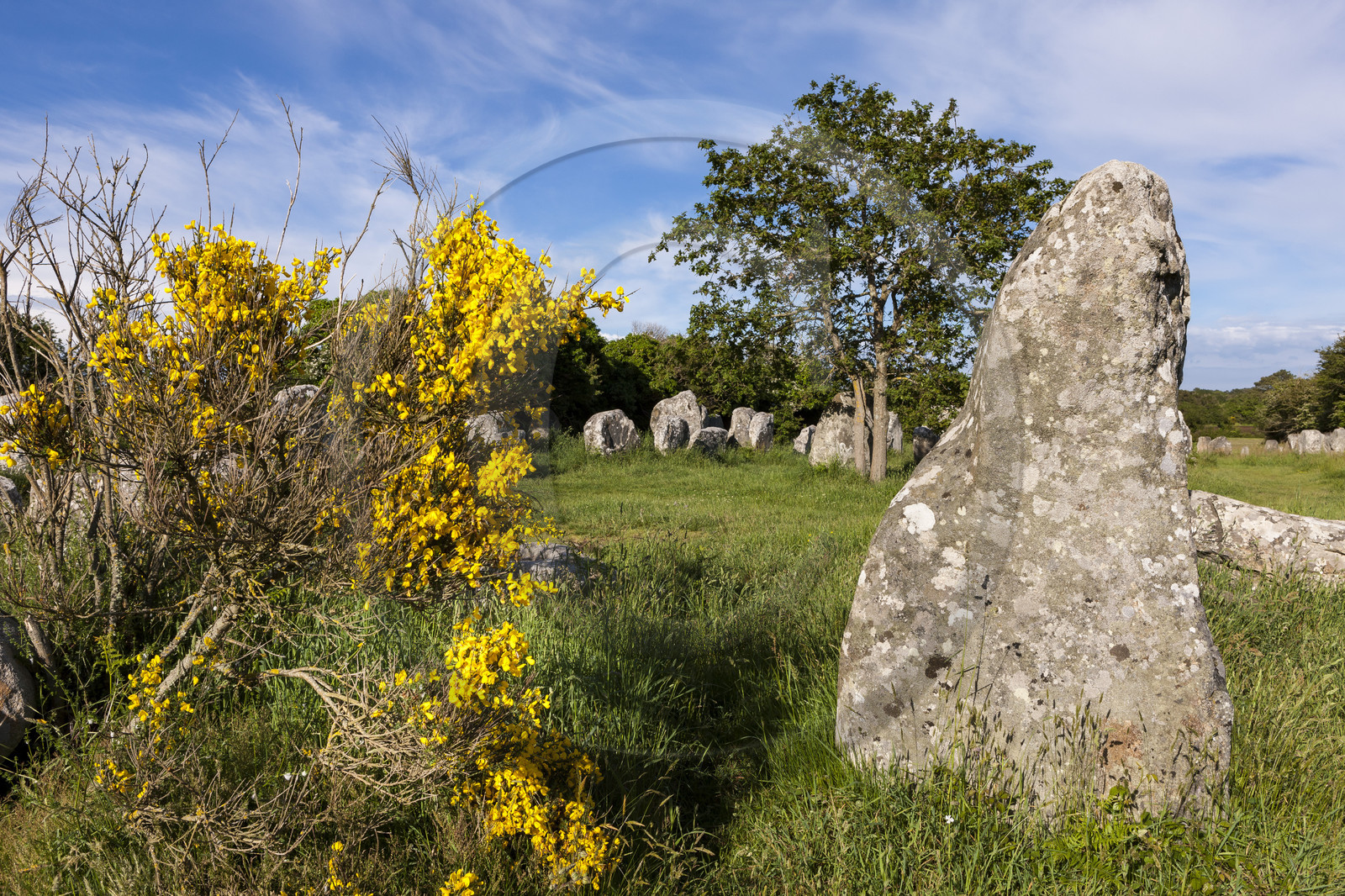 Alignements de Kerzerho _ Erdeven