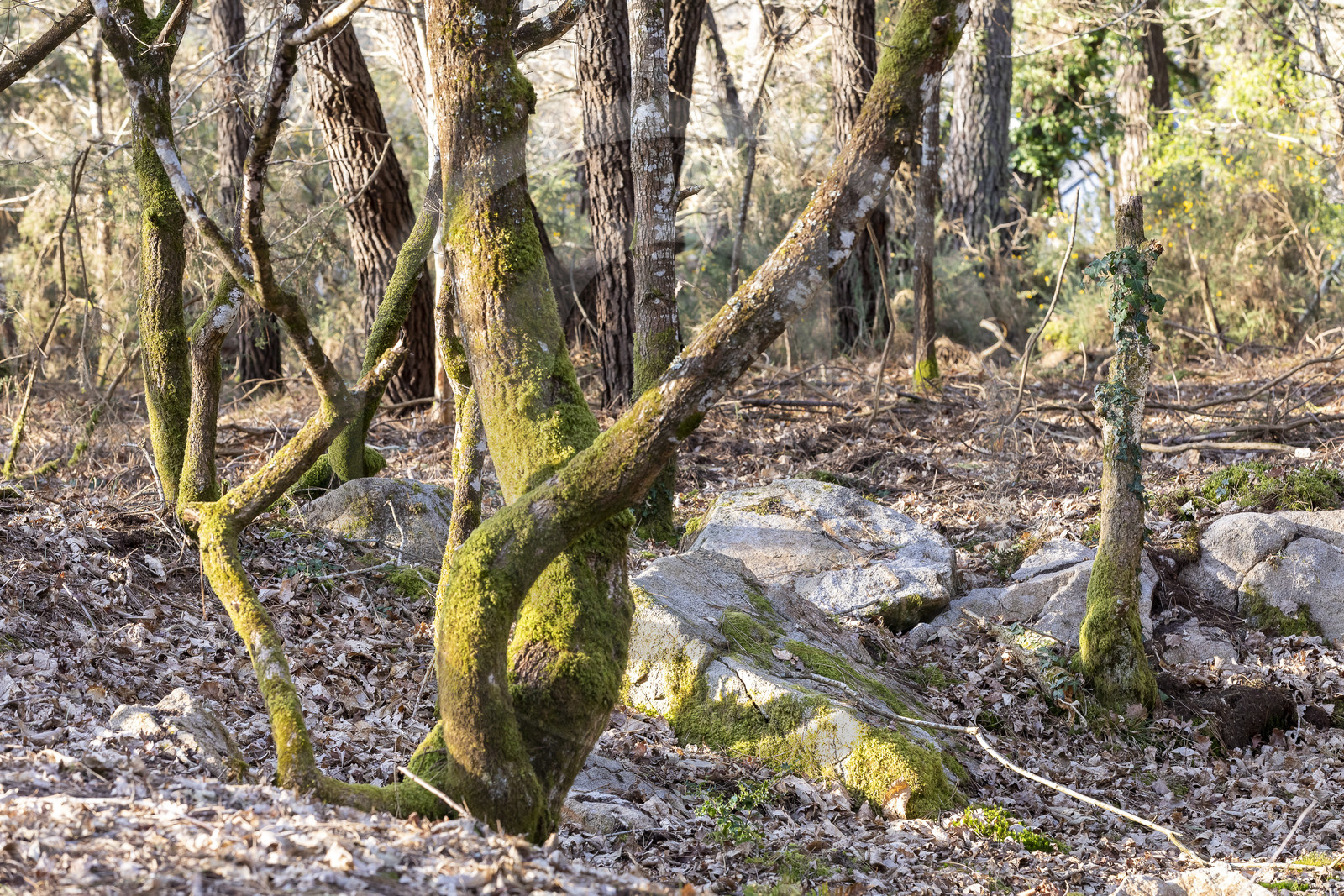 Le site mégalithique Le Castellic à Carnac