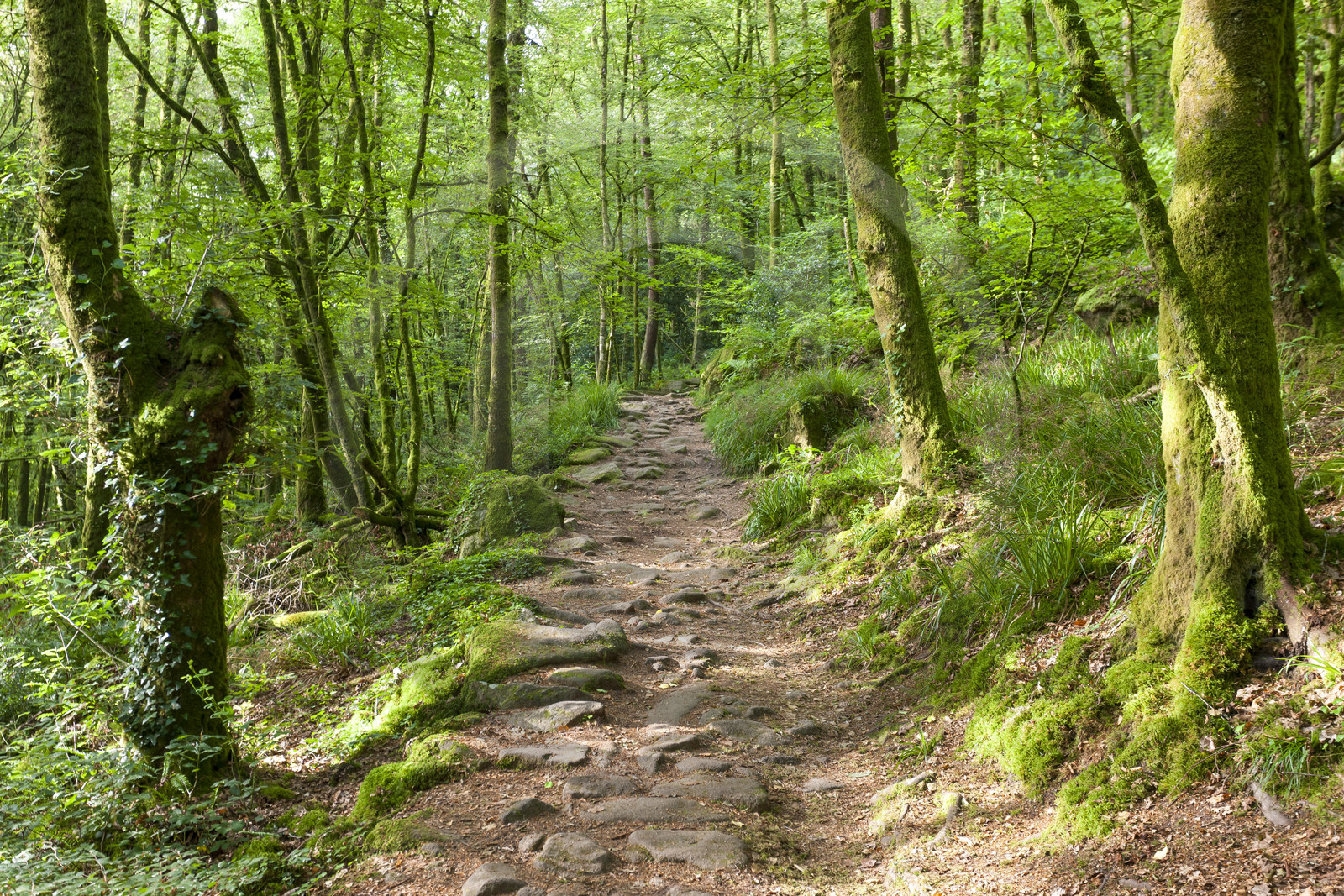 20080625_le Faouet_011