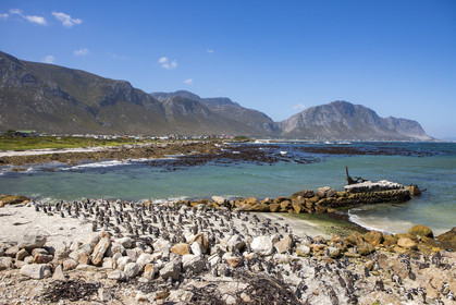 Betty's bay. Afrique du Sud
