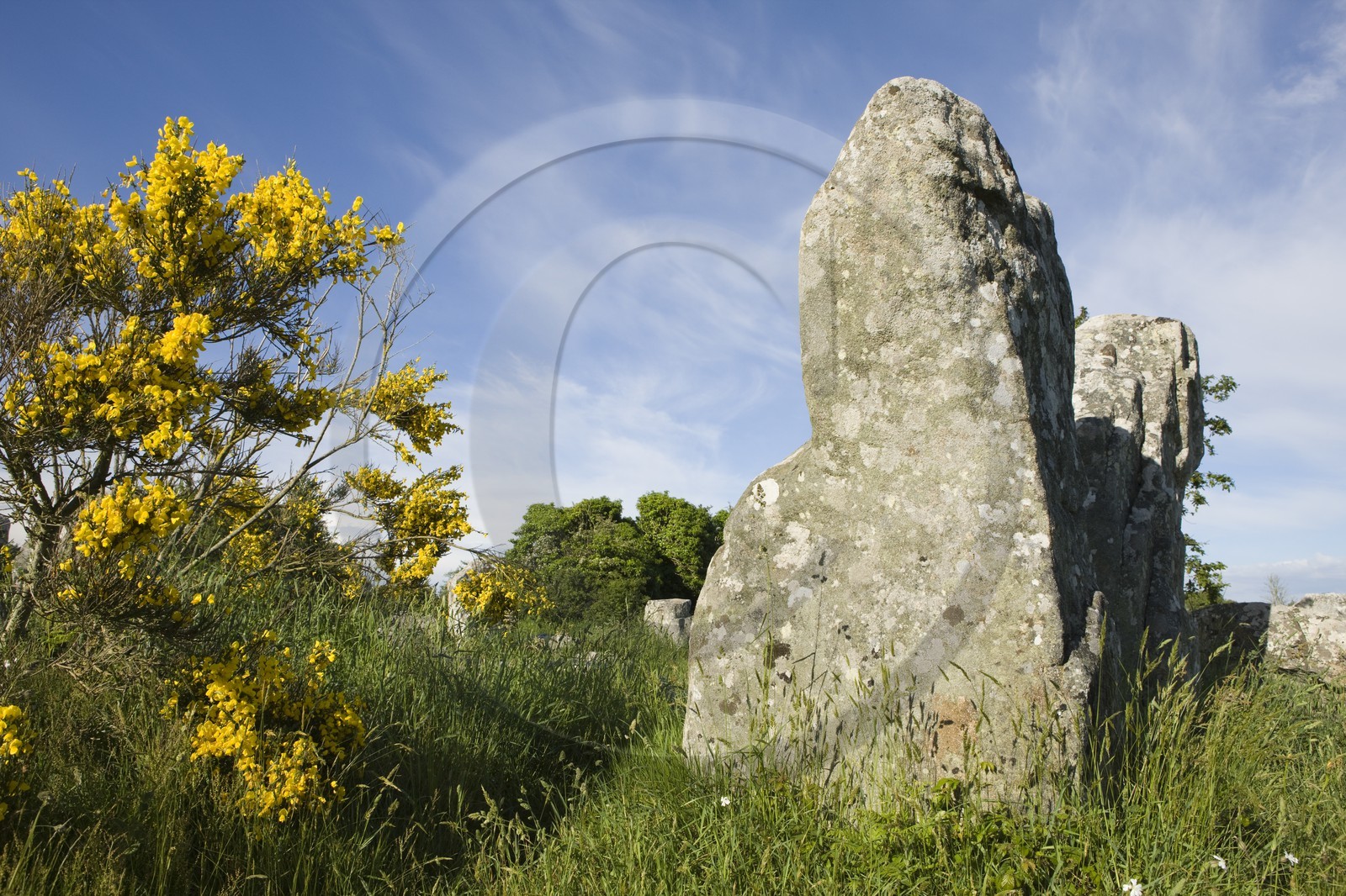 Alignement de Menhirs de Kerzerho à Erdeven (56410).