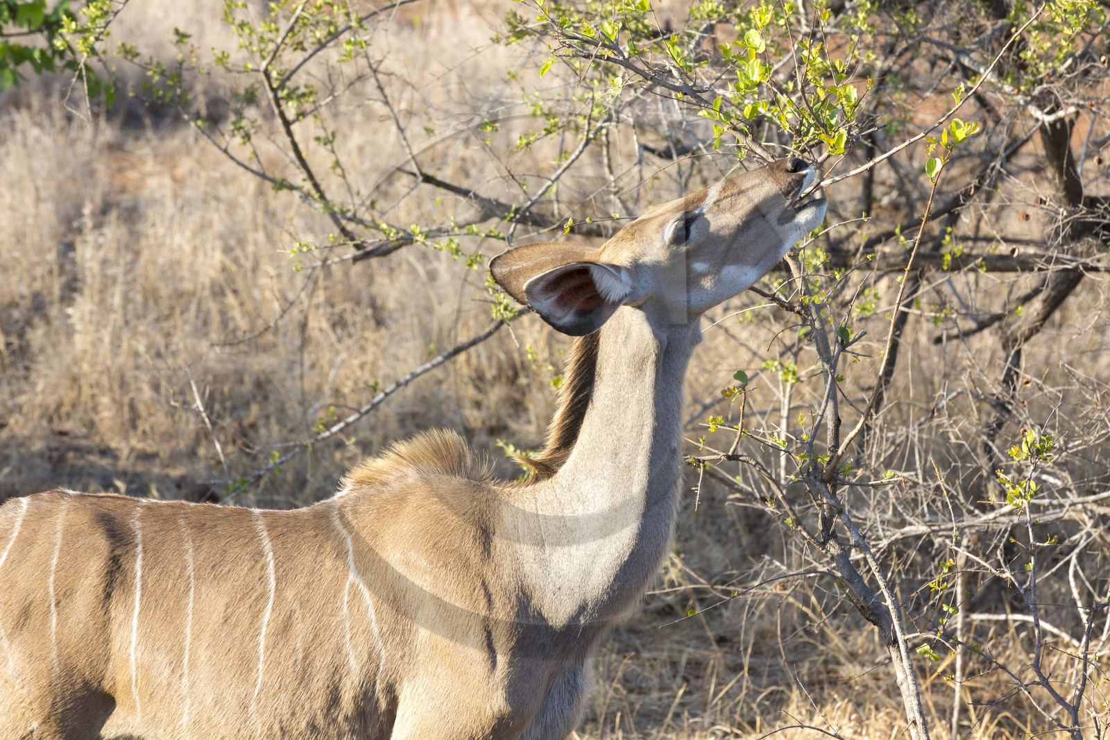 Jeune Grand koudou_Parc Krüger, Afrique du Sud