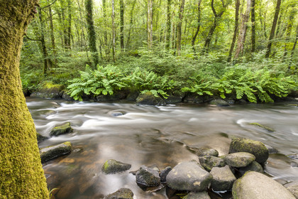 La rivière l'Ellée