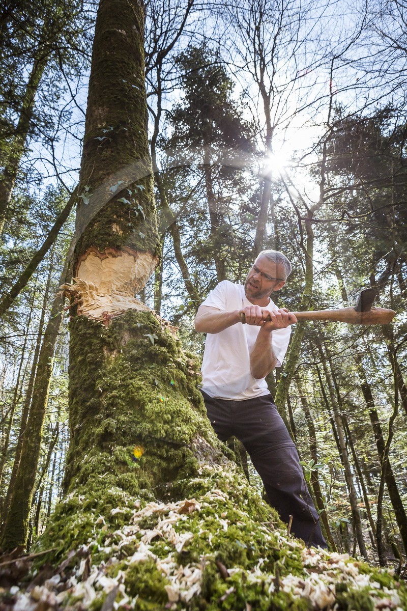 Abattage d' un arbre par une équipe d' archéologues _ Plougoumelen