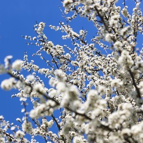 Prunelliers en fleurs_Erdeven