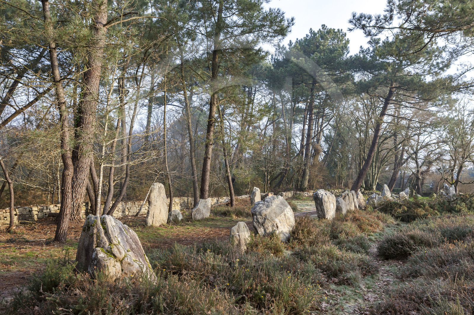 Alignements du Petit Menec _ La Trinite sur Mer