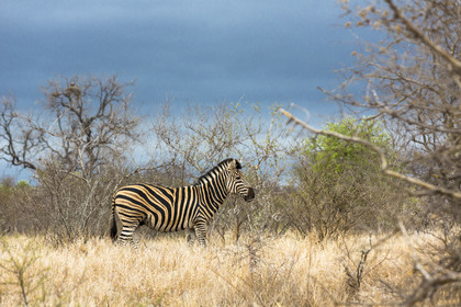 Zèbre. Parc Kruger_Afrique du Sud