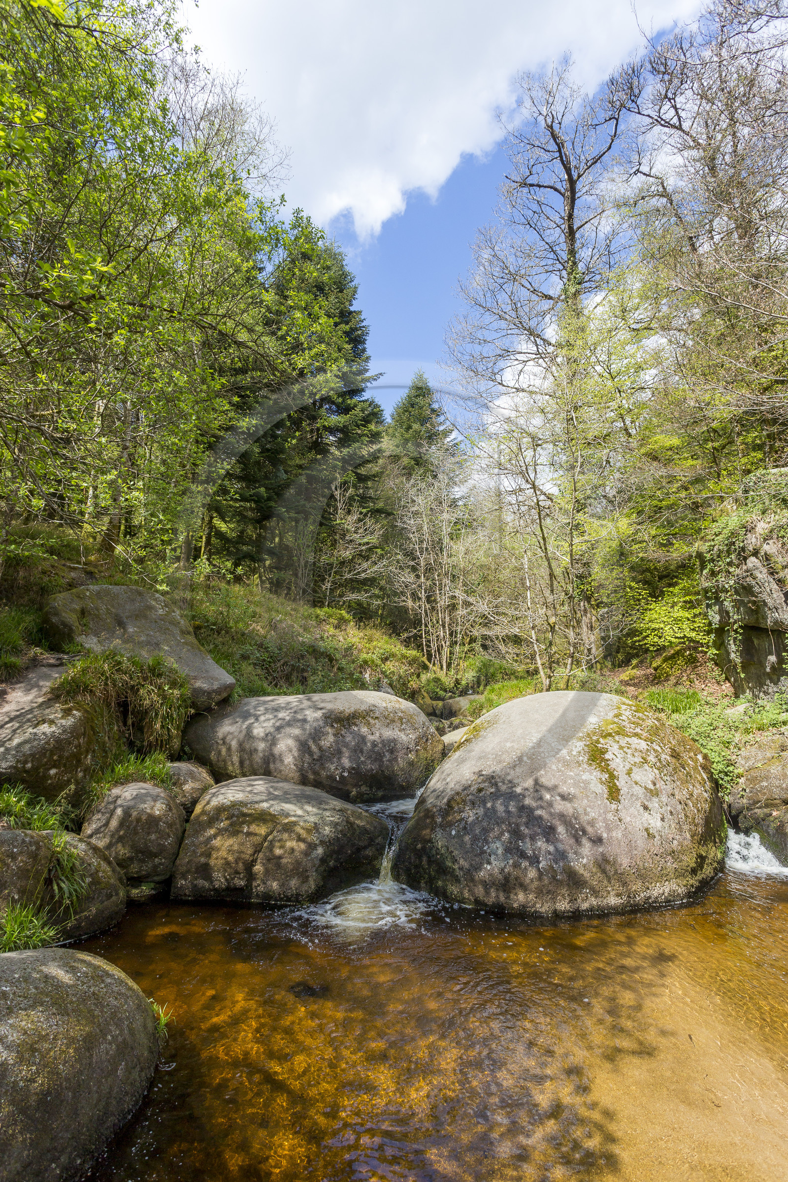 La mare aux sangliers dans la forêt de Huelgoat (29).