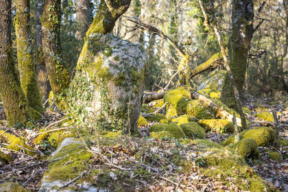Le site mégalithique Le Castellic à Carnac