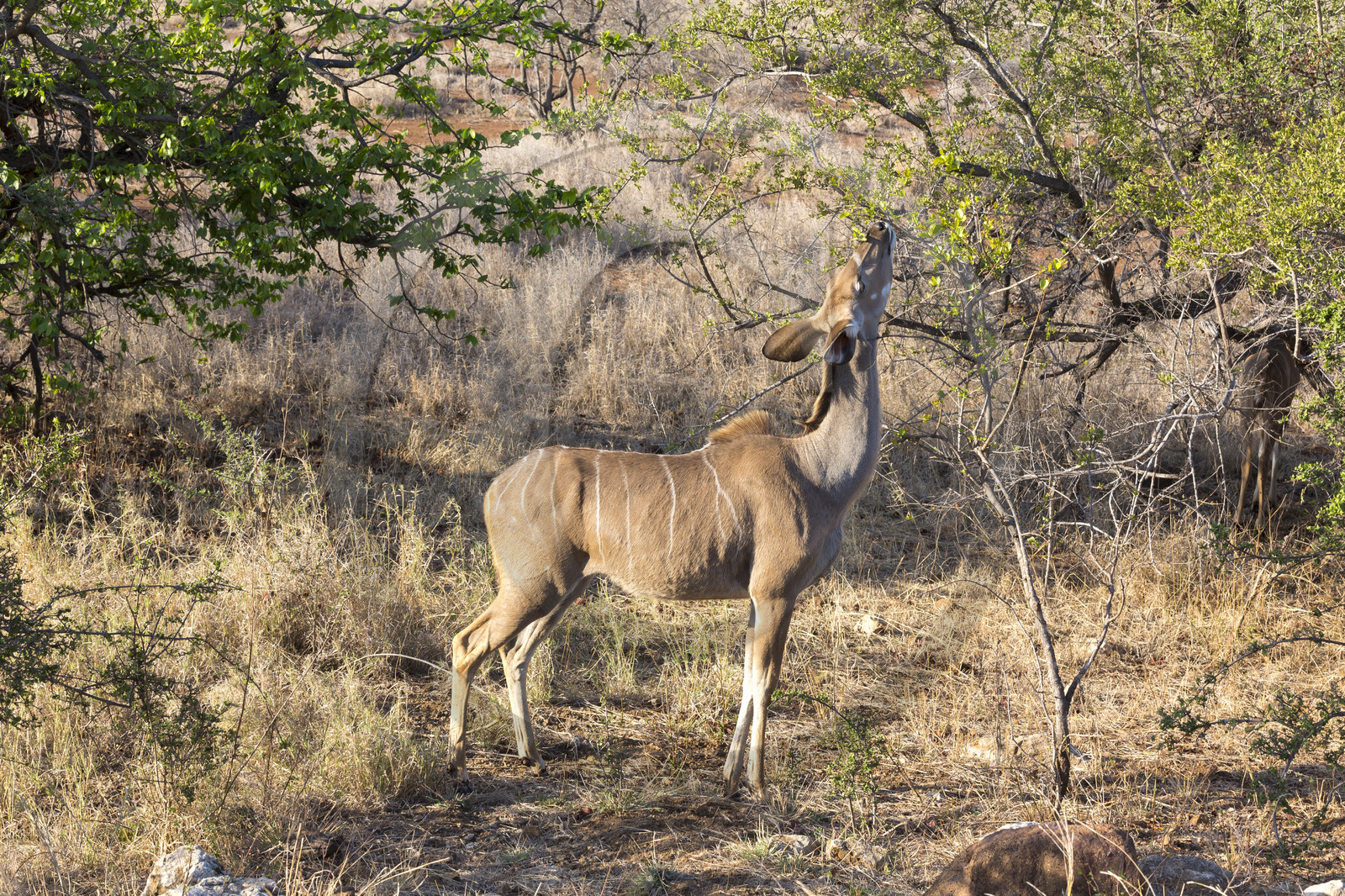 Jeune Grand koudou_Parc Krüger, Afrique du Sud