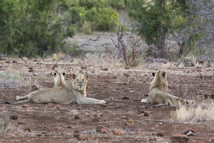 _Parc Krüger, Afrique du Sud
