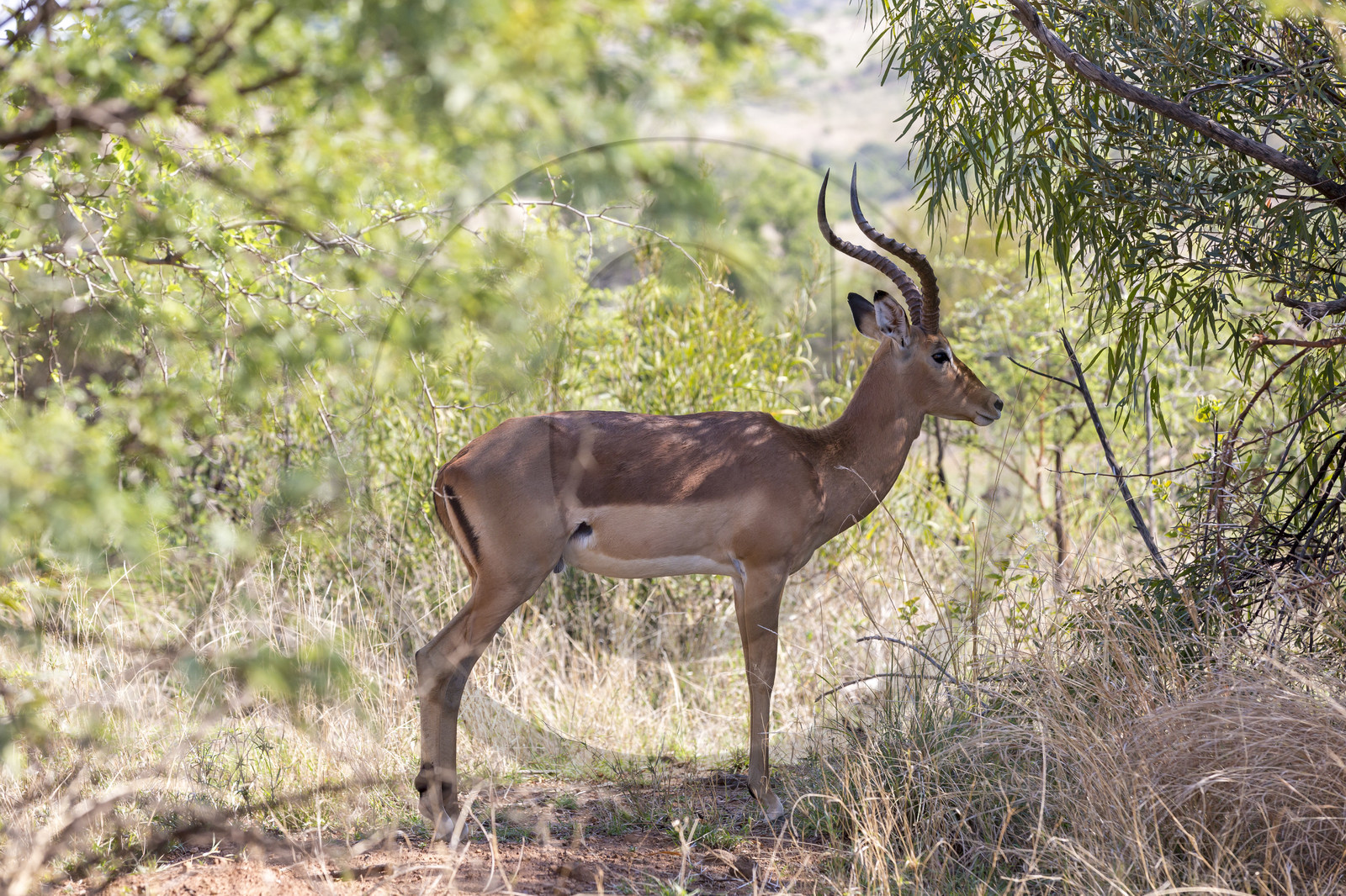 Pilanesberg National Park, Afrique du Sud