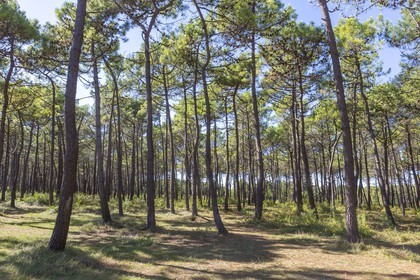 Forêt domaniale de Plouharnel