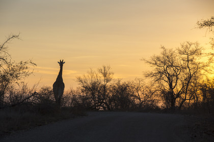 Girafe_Parc Krüger, Afrique du Sud