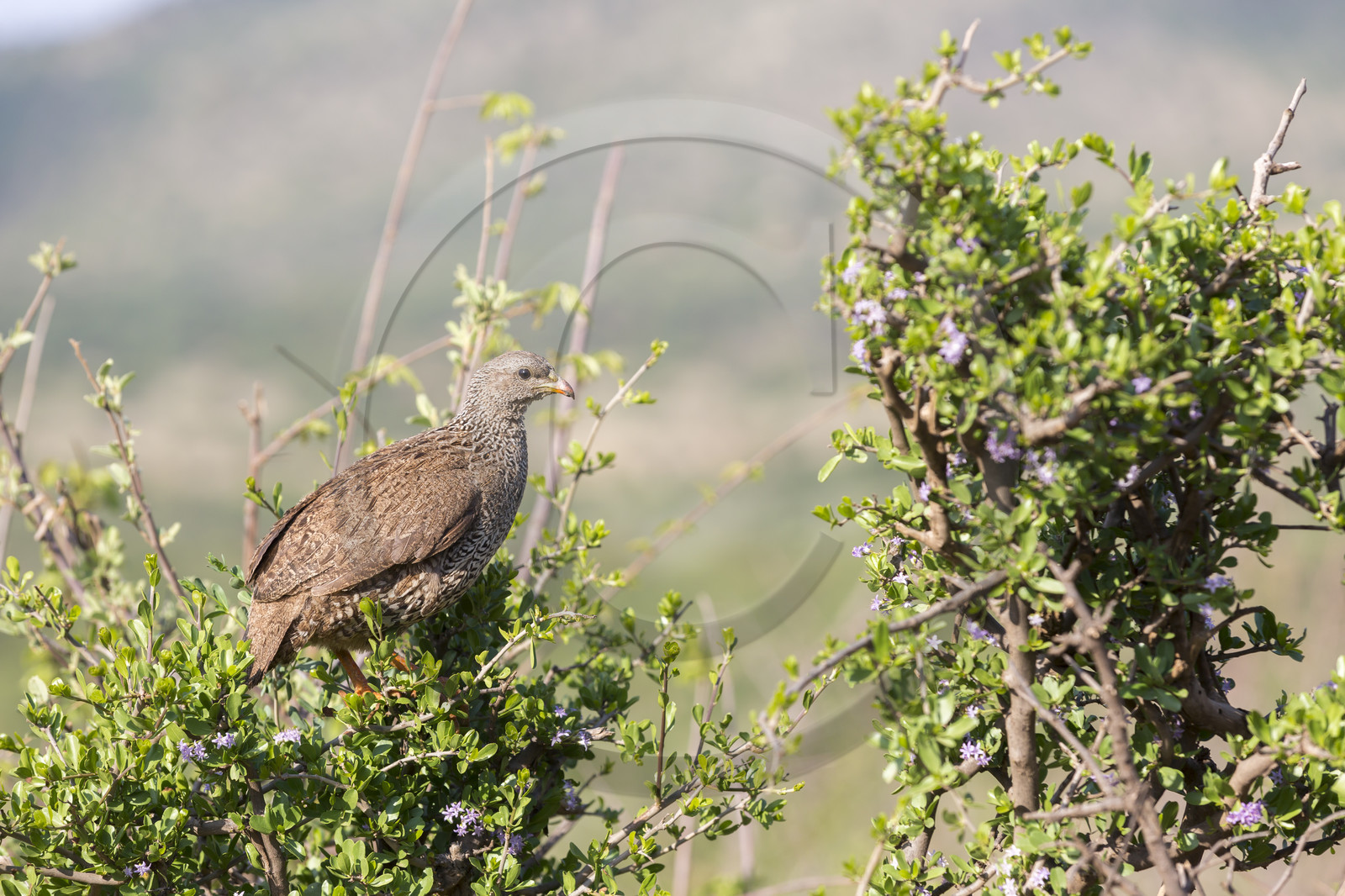 Pilanesberg National Park, Afrique du Sud