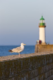 Goeland_Port Tudy. Ile de Groix