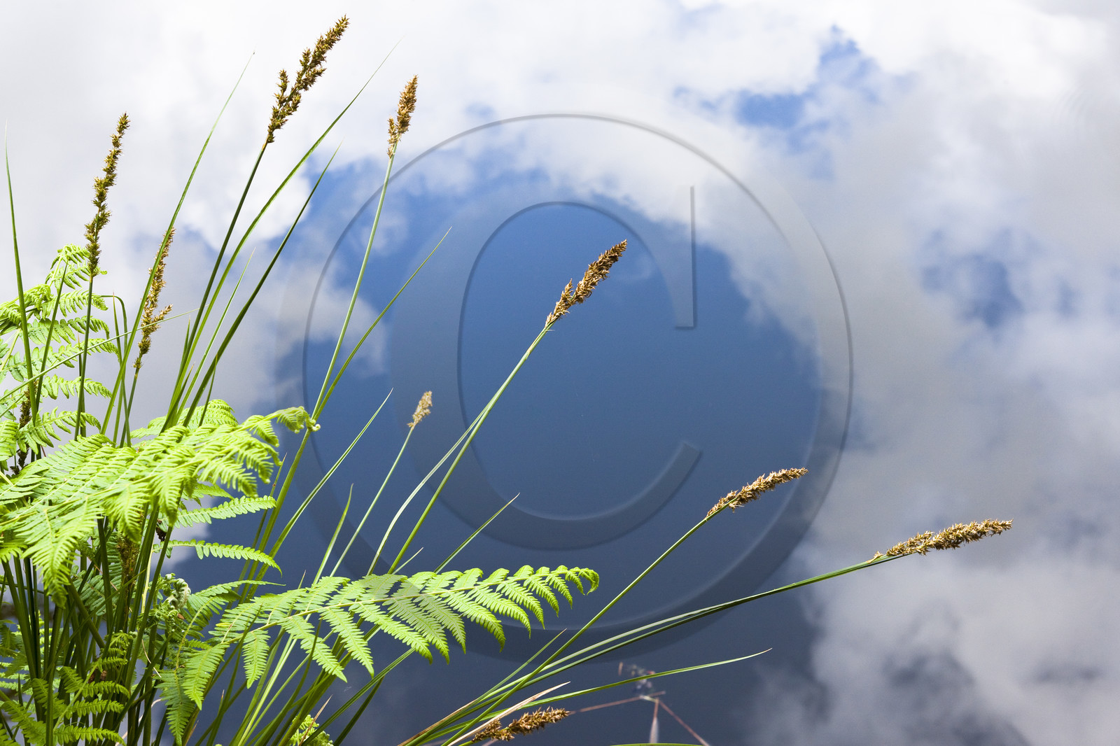 Etang de Kergoff à Caudan