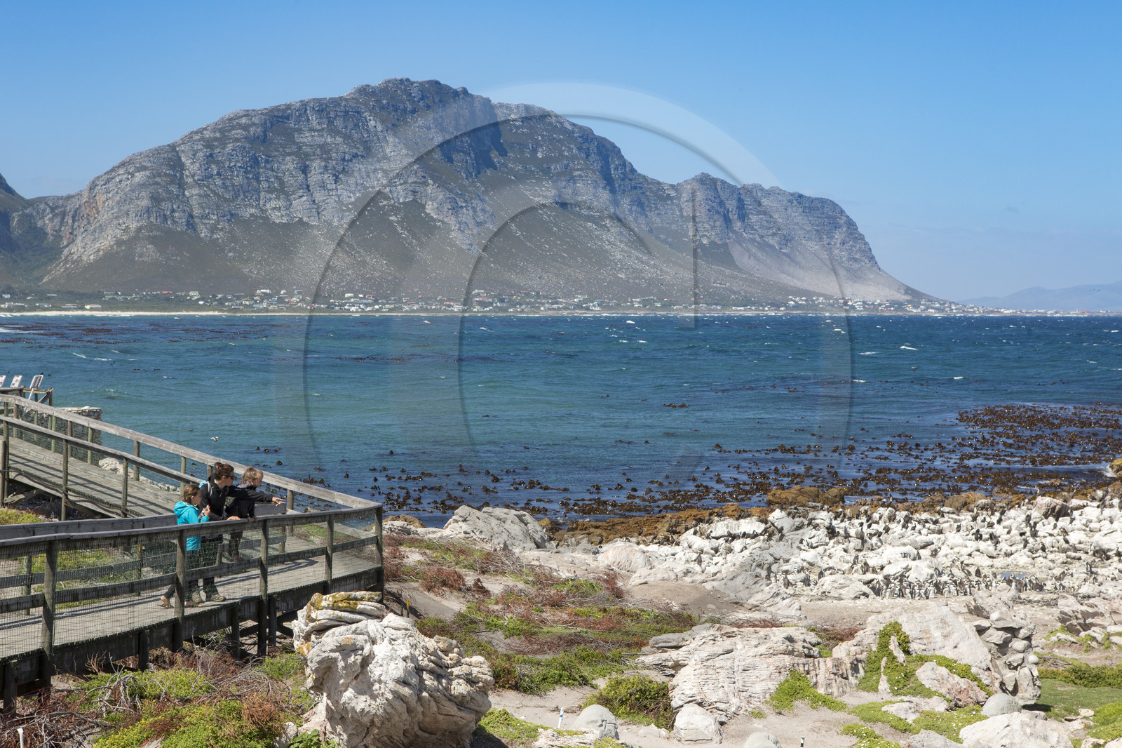 Betty's bay. Afrique du Sud