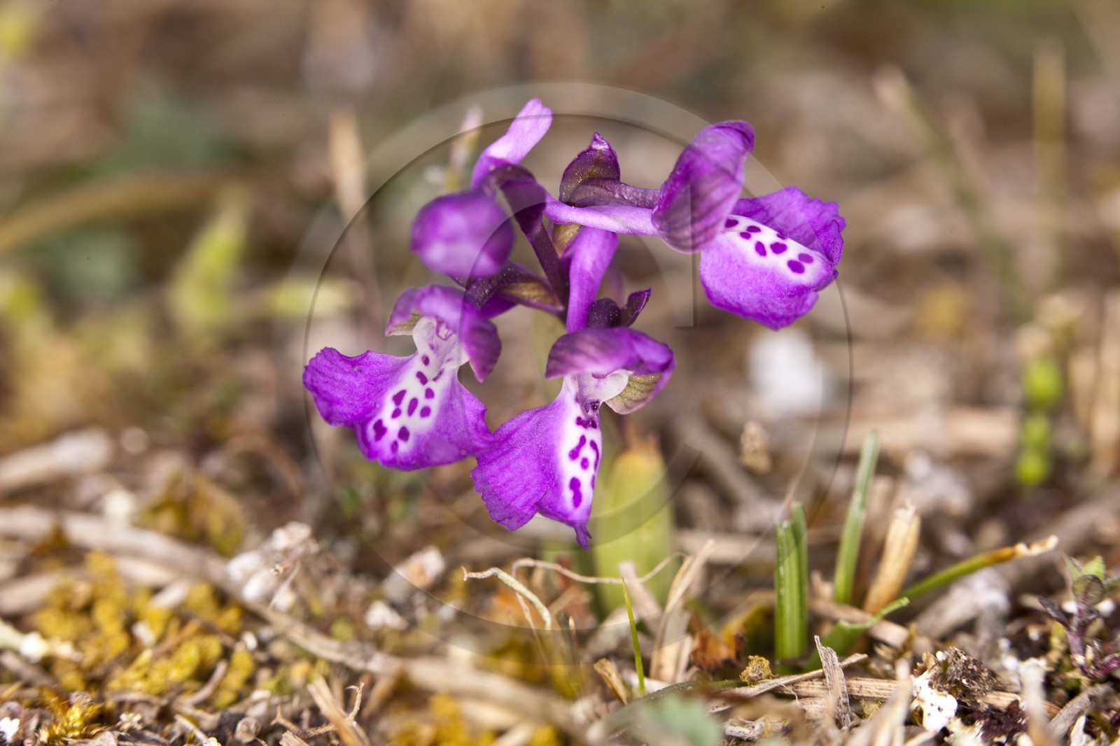 Orchidée Anacamptis morio _Erdeven