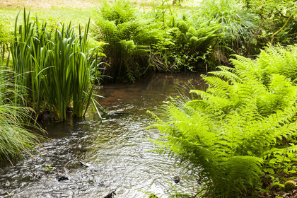 Etang de Kergoff à Caudan