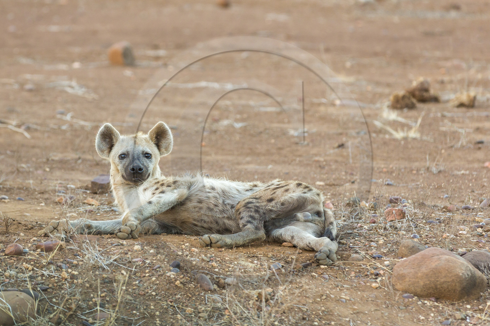 Hyène tachetée_Parc Krüger, Afrique du Sud