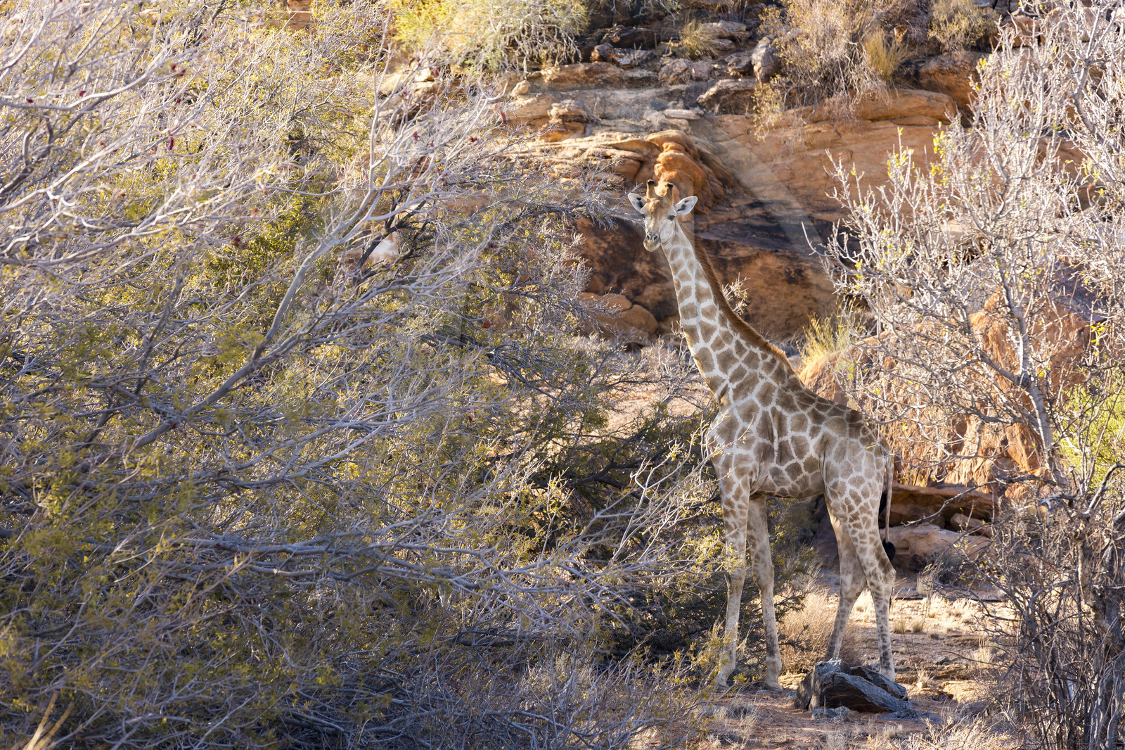 Le parc national des Chutes d'Augrabies. Cap du Nord, Afrique du Dud