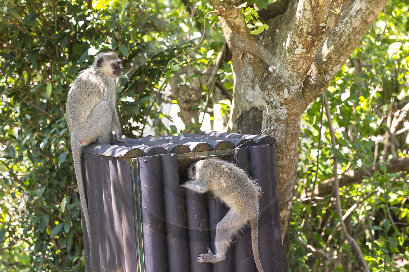 singes vervets ( Chlorocebus pygerythrus ) sur une aire de camping. Afrique du Sud