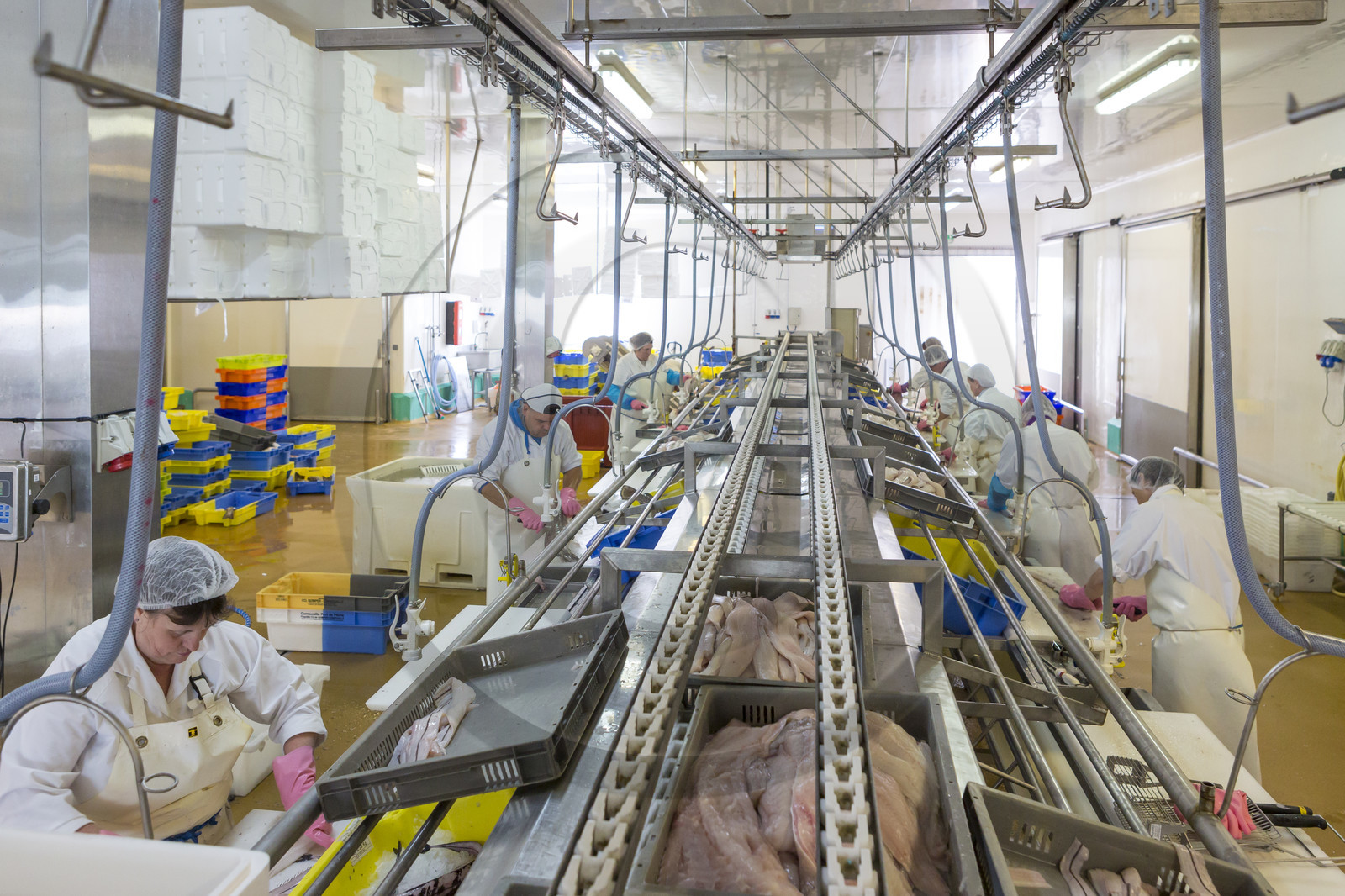 Atelier de mareyage  Chalut des deux ports  .Port de Keroman à Lorient.