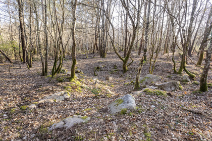 Le site mégalithique Le Castellic à Carnac