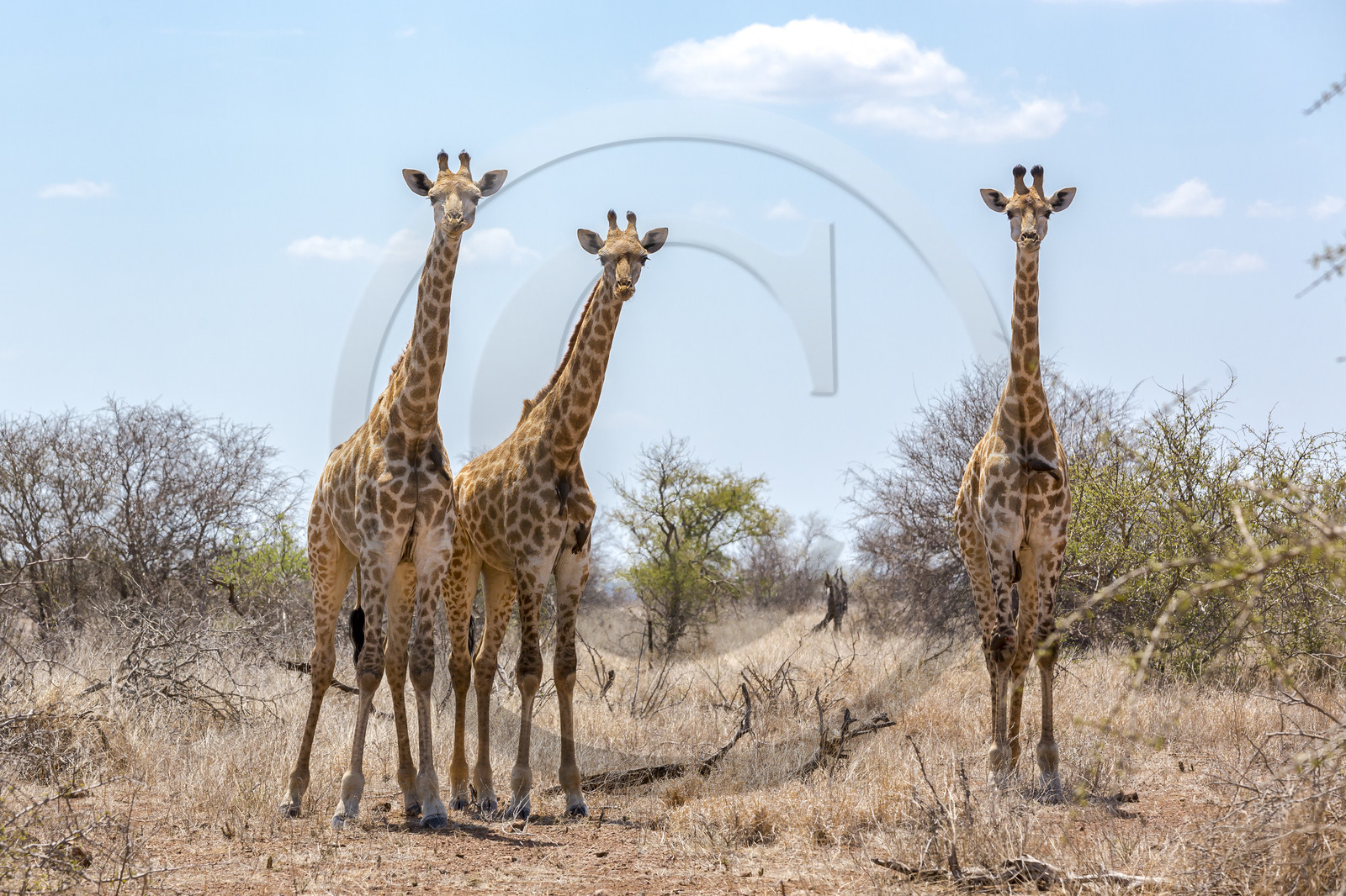 Girafes_Parc Krüger, Afrique du Sud