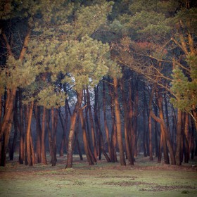 La forêt d' Erdeven (56410).