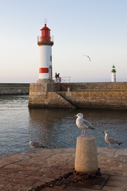 Goelands _Port Tudy. Ile de Groix