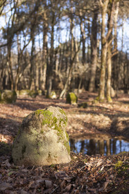 Alignements du Petit Menec _ La Trinite sur Mer