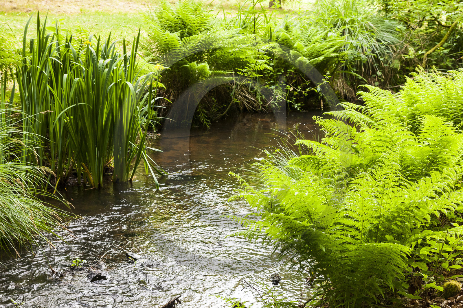 Etang de Kergoff à Caudan