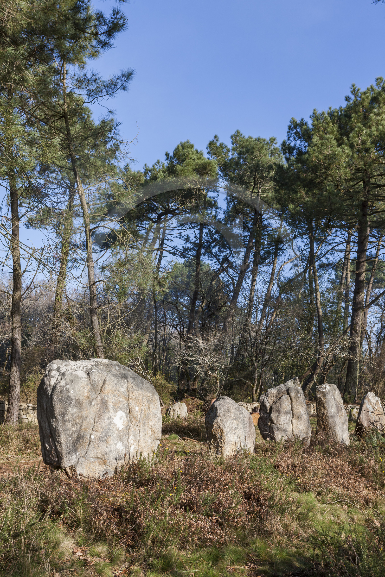 Alignements du Petit Menec _ La Trinite sur Mer