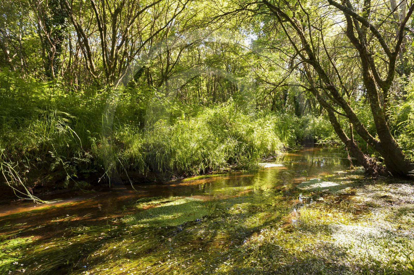 Le ruisseau le Rion sur la commune de Brandérion