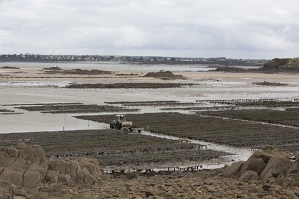 ostréiculture _ St Jacut de la mer