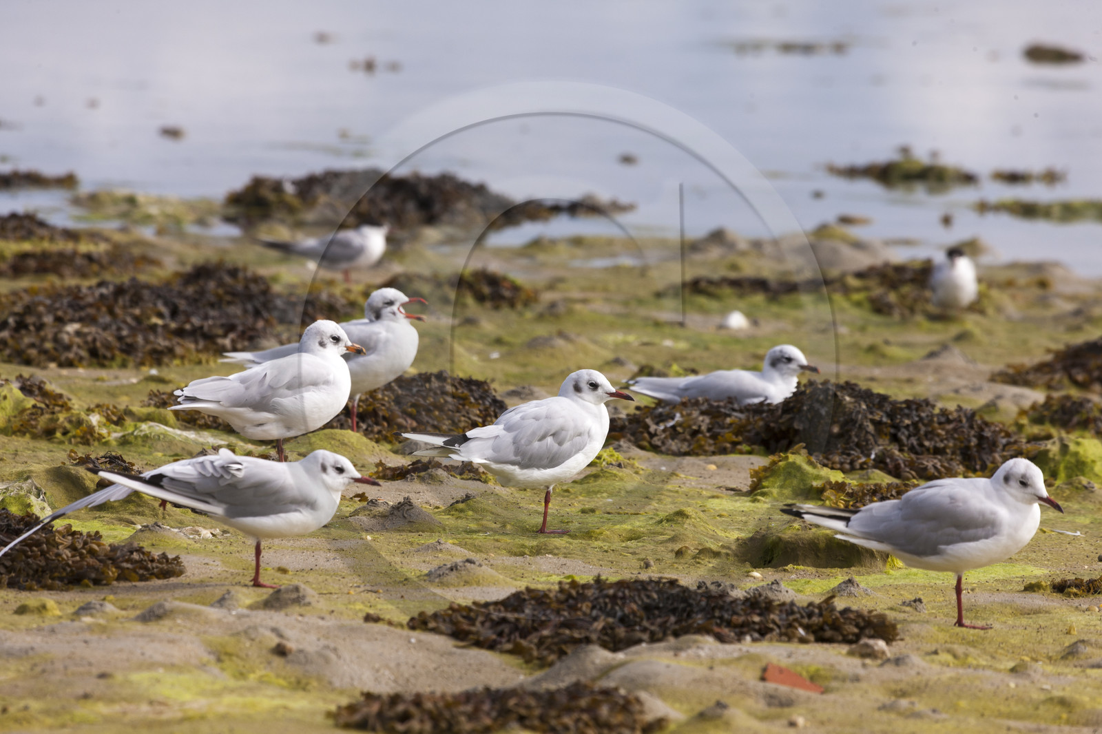 Mouettes rieuses _ Gavres