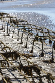 Parcs à huître_Plouharnel