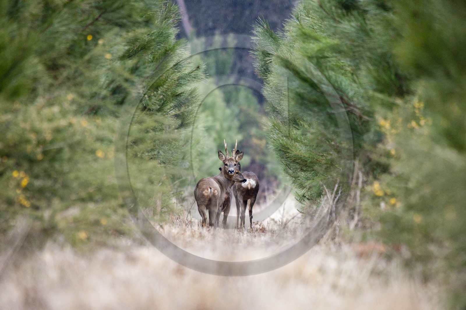 chevreuils dans une plantation de pins à Erdeven