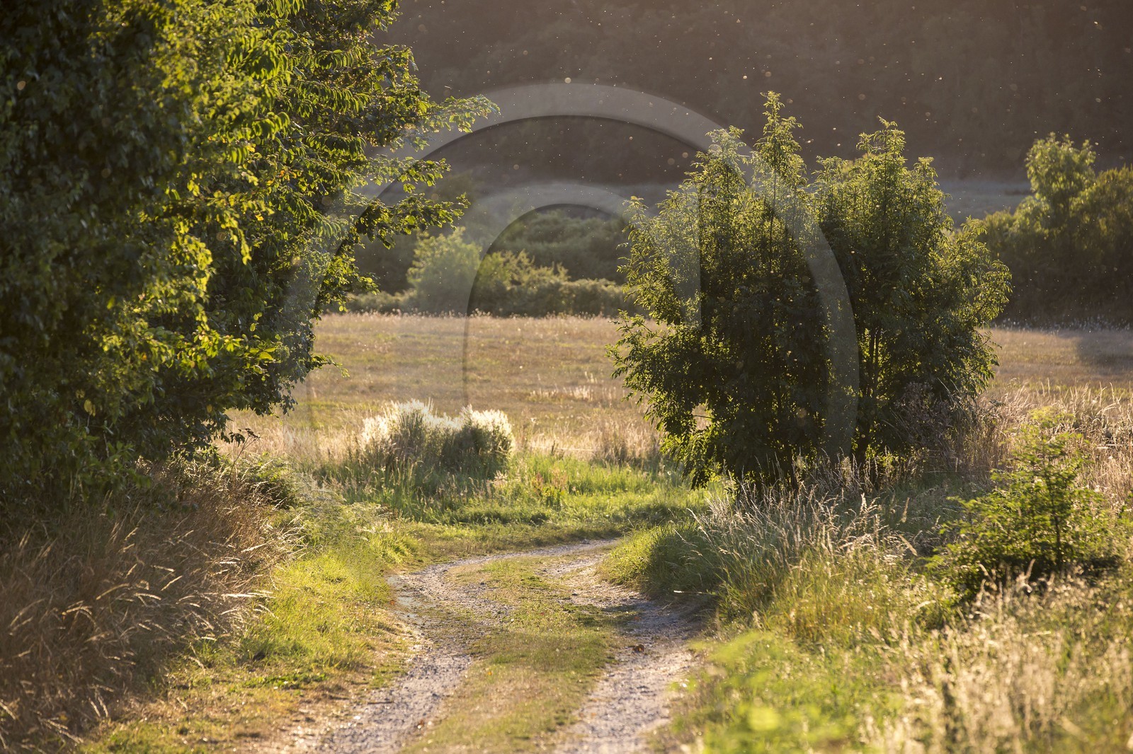 Allée O' Murphy à Créhen