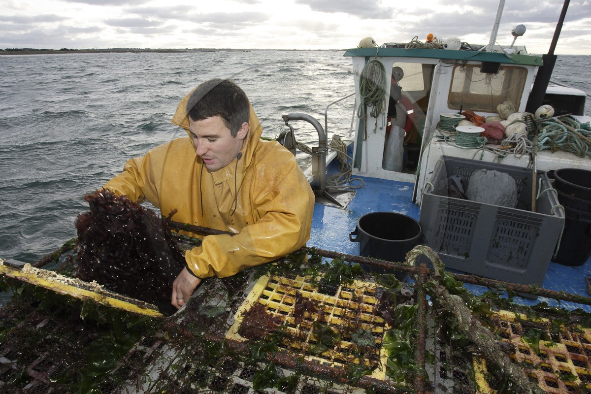 Nourissage des ormeaux